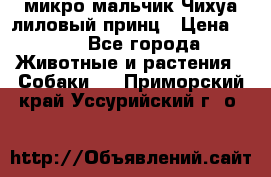 микро мальчик Чихуа лиловый принц › Цена ­ 90 - Все города Животные и растения » Собаки   . Приморский край,Уссурийский г. о. 